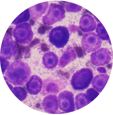 ocologia