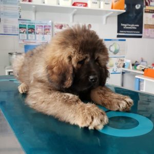 veterinario kerastari gallery4