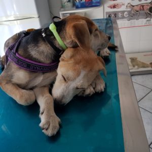 veterinario kerastari gallery7