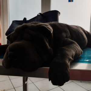 veterinario kerastari gallery8