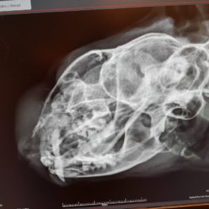 veterinario kerastari gallery9